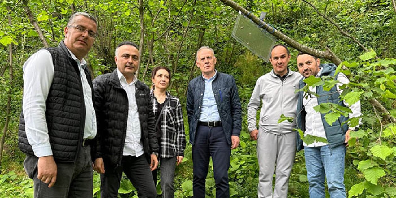 Tarım ve Orman Bakanlığı'ndan Giresun'daki kahverengi kokarcayla mücadeleye yakın takip