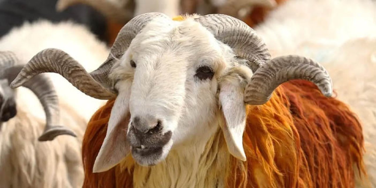 Kurban fiyatları belli oldu mu? Kurbanlık fiyatları 2024