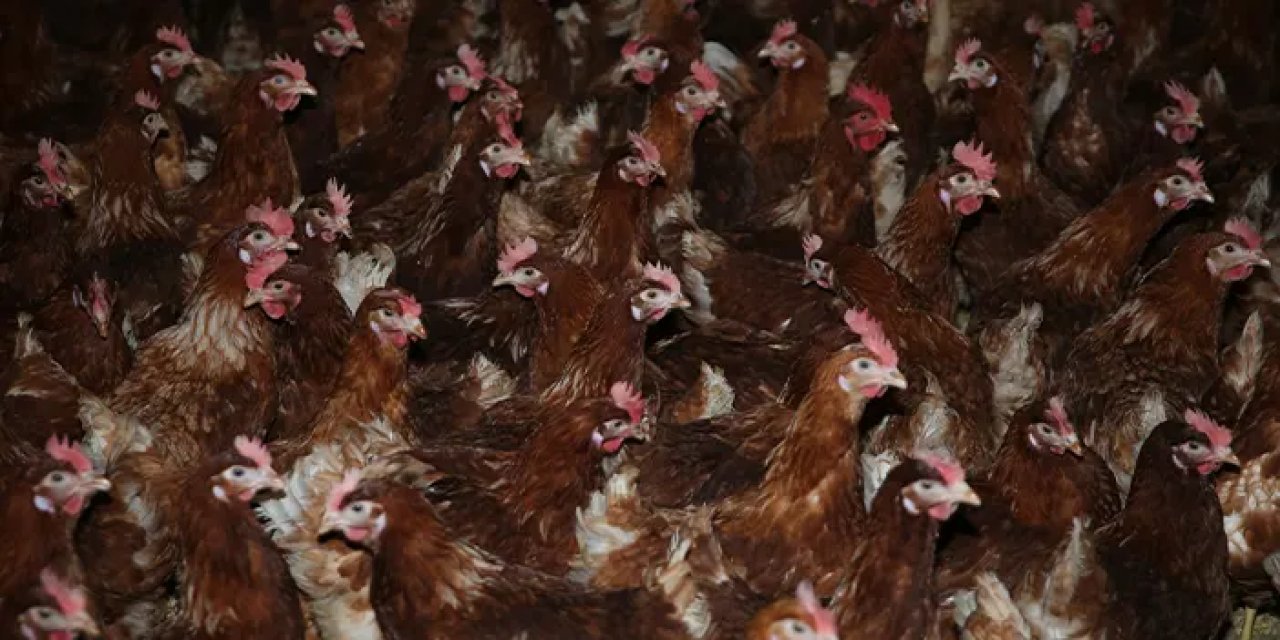 Ordu'da yıllık yumurta üretimi 40 milyonu aştı