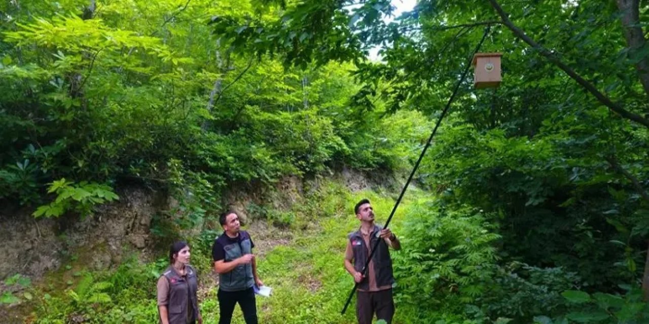 Artvin'de çözümü böyle buldular! Bin adet kuş yuvası astılar