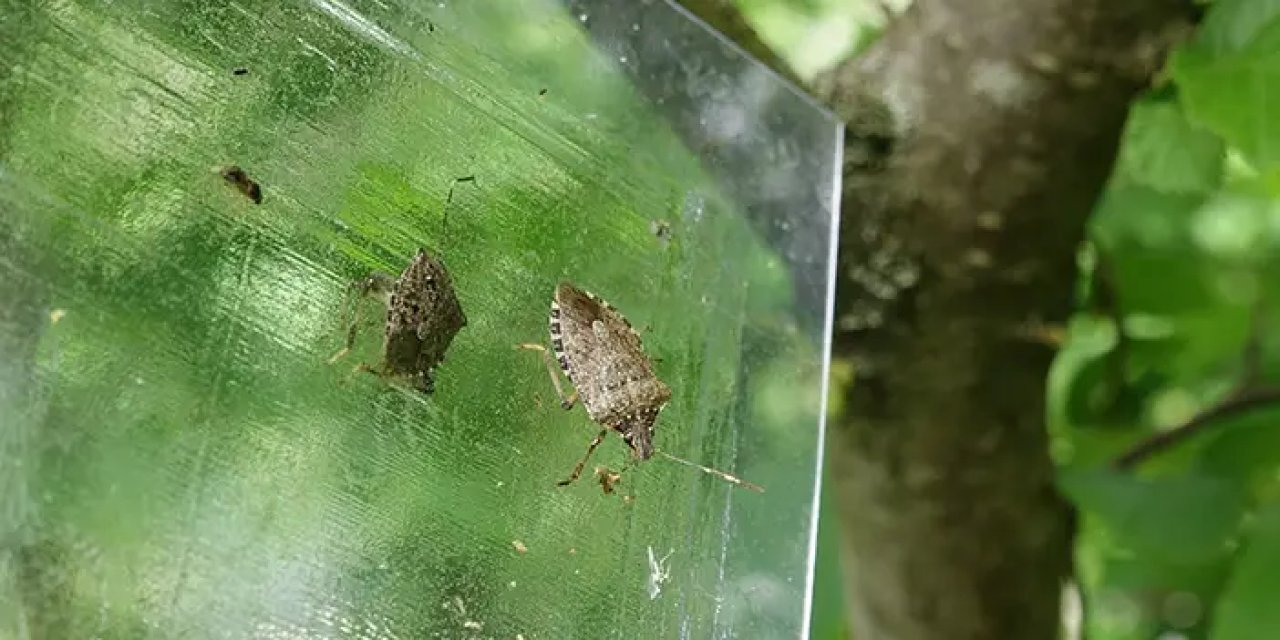 Doğu Karadeniz'de kokarcaya yapışkanlı tuzak önlemi