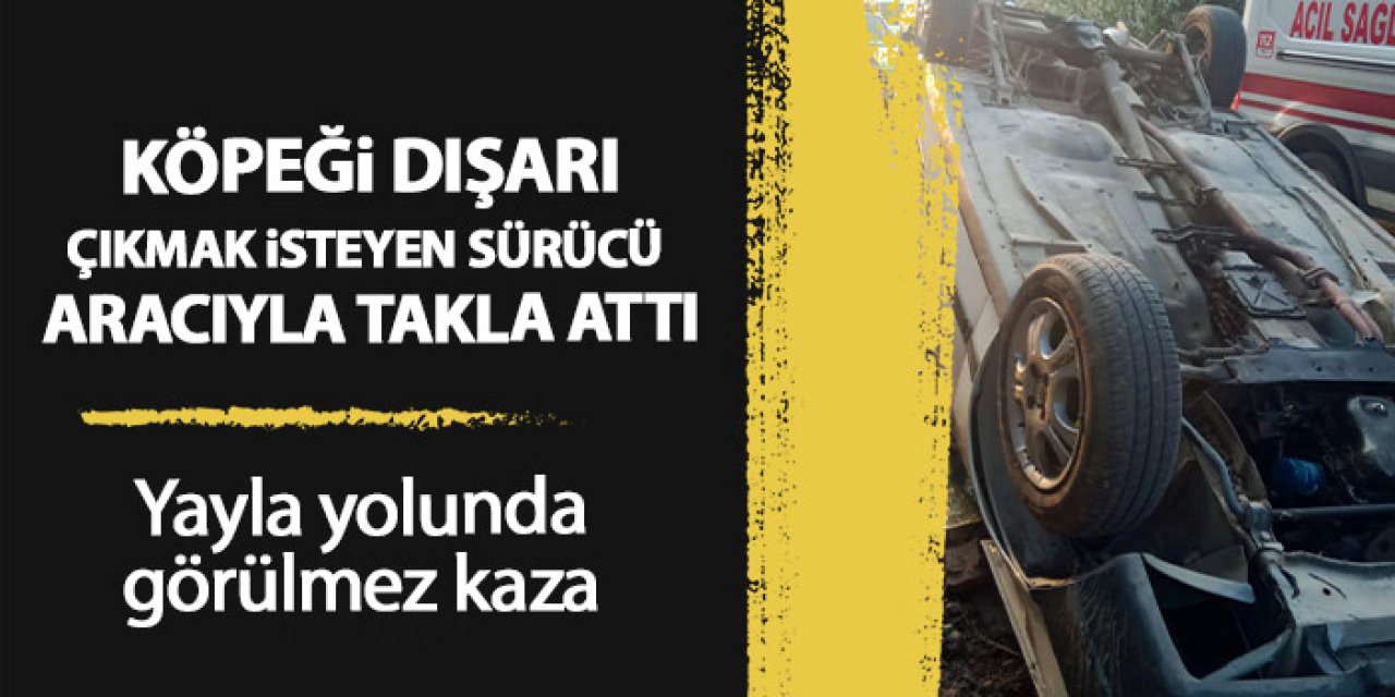 Gümüşhane'de köpeği camdan çıkmak isteyen sürücü kaza yaptı!