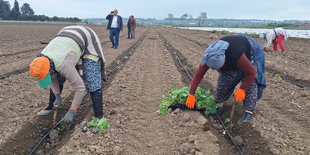 Samsun'da kavun fideleri toprakla buluşuyor