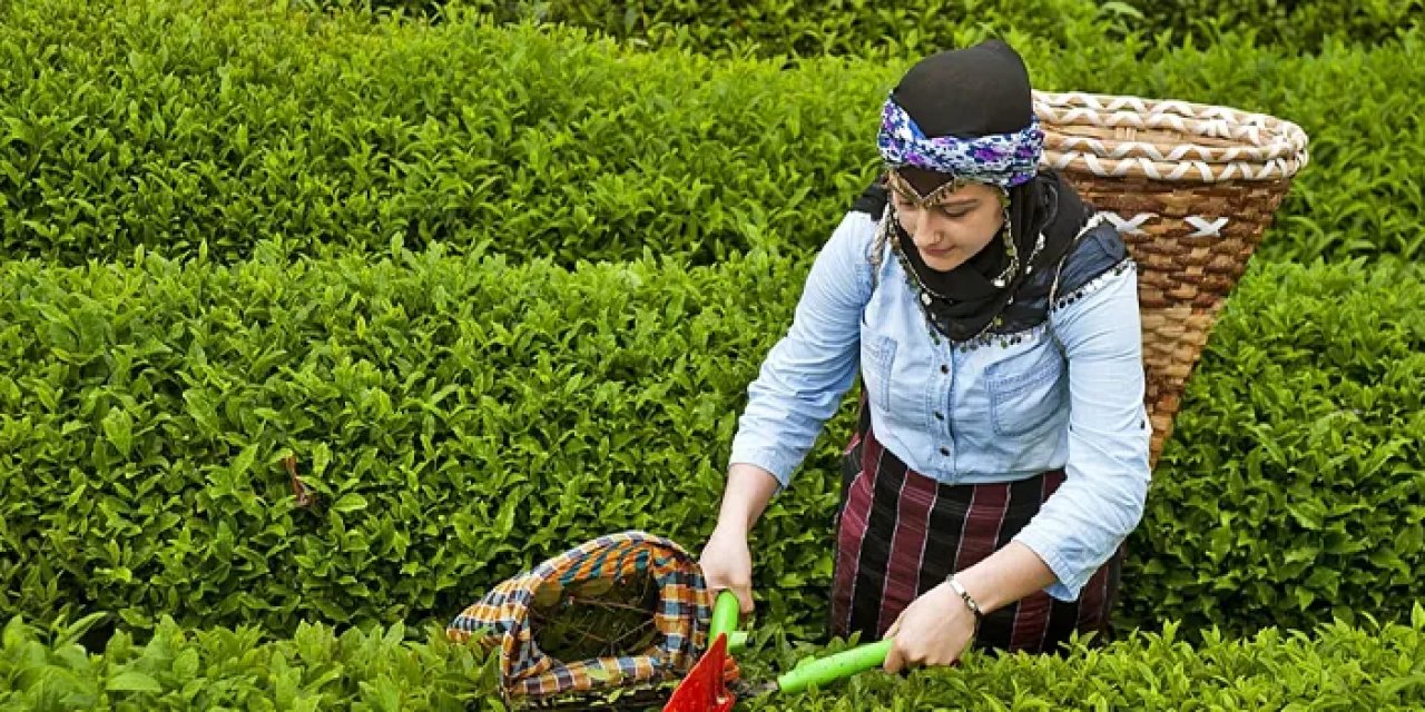 Giresun'da çay toplama ücreti belli oldu!