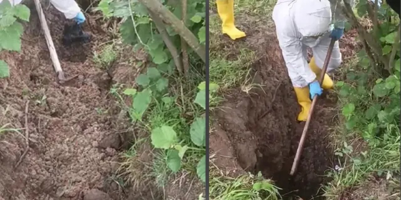 Film sahnesi değil tasarlanmış cinayet! Sakarya'da cesedi fındık bahçesine gömmüşler