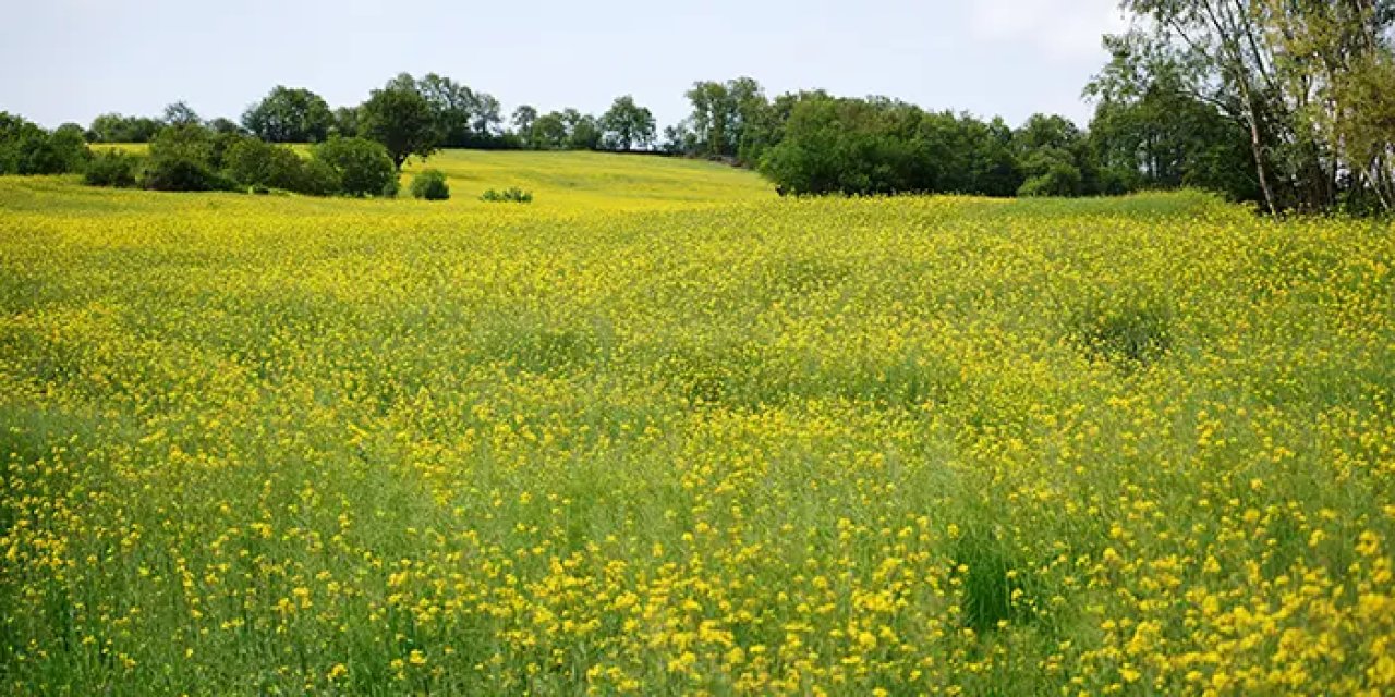 Samsun'da kanola bitkisi çiçek açtı, görsel şölen oluştu