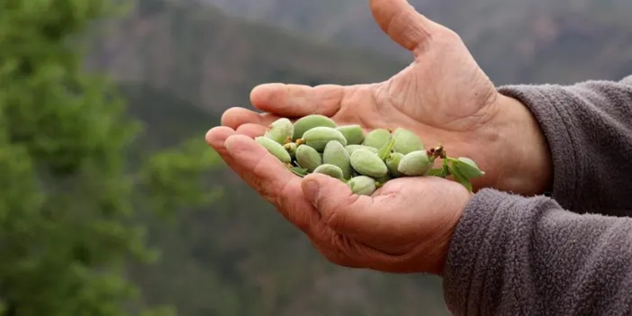 Gümüşhane'de kimse toplamıyor! Binlerce ağaçtaki meyveler dalında çürüyor