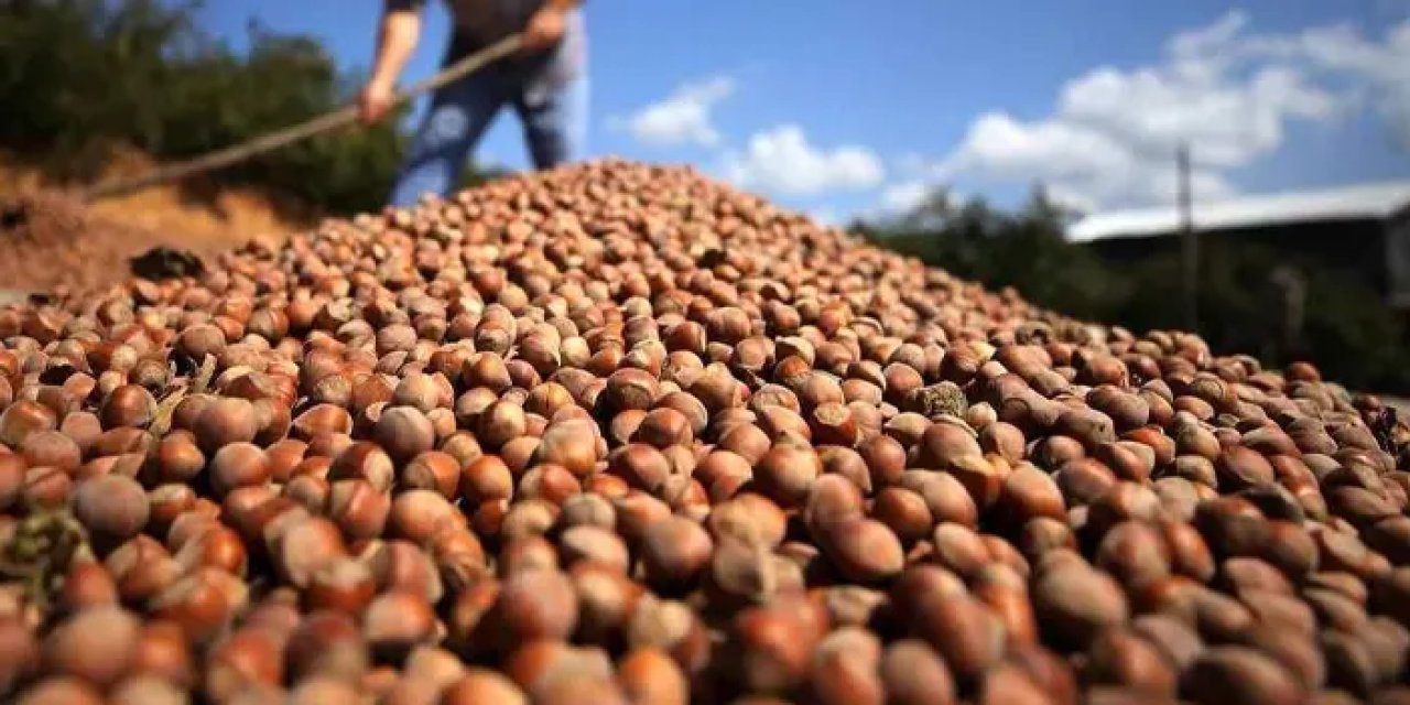 Fındık fiyatı ne kadar? Fiyat arttı mı? Trabzon, Giresun, Ordu fındık fiyatları