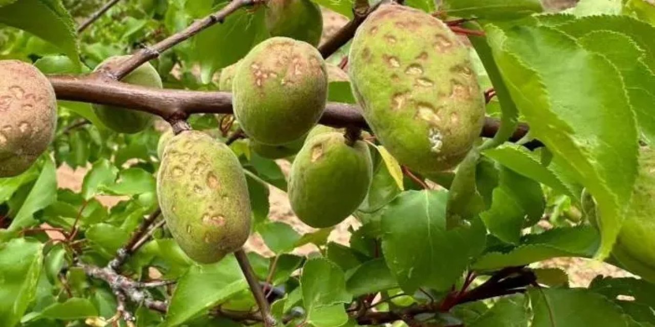 Elazığ'da kayısı üreticisine kötü haber!