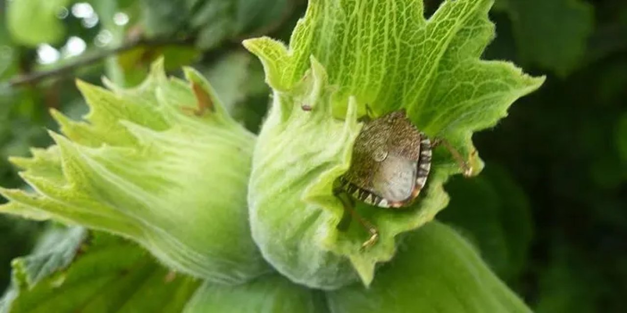 Trabzon'da fındık üreticisinin kâbusu olmuştu! Belediyeler de mücadele olacak