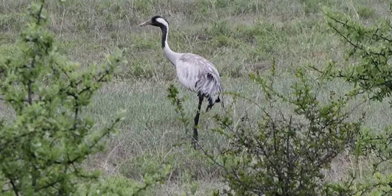 Turnalar Giresun'da görüntülendi