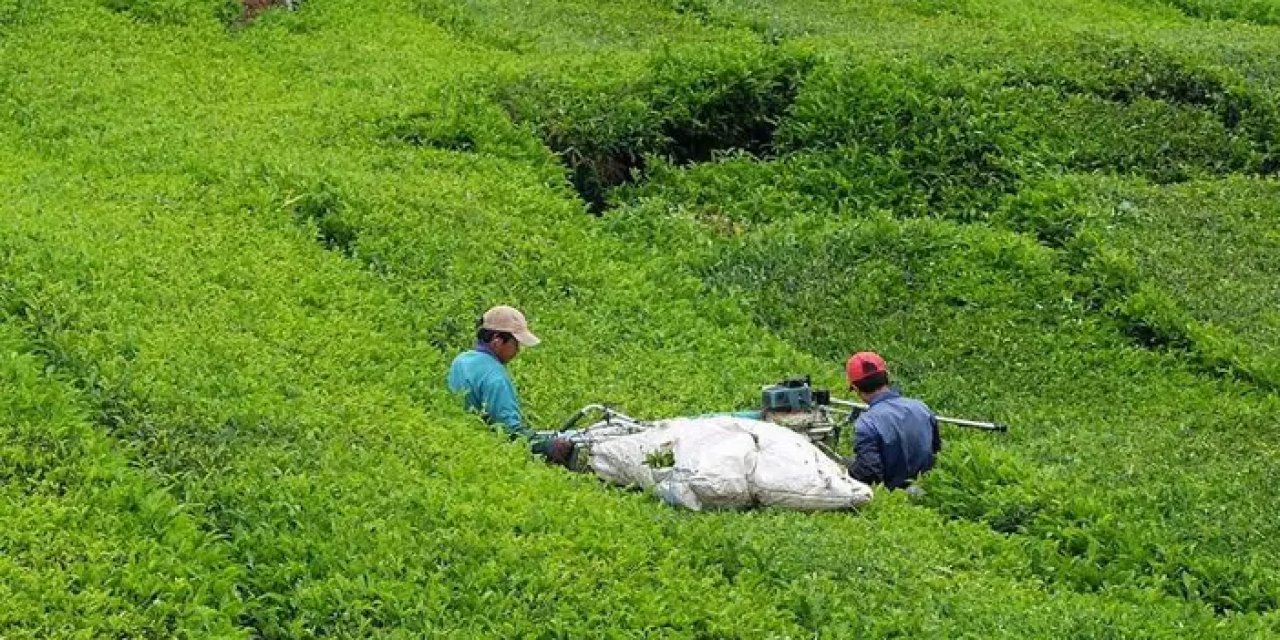 Çay üreticisine uyarı geldi! ÇAYKUR bu yöntemle toplanan çayları almayacak