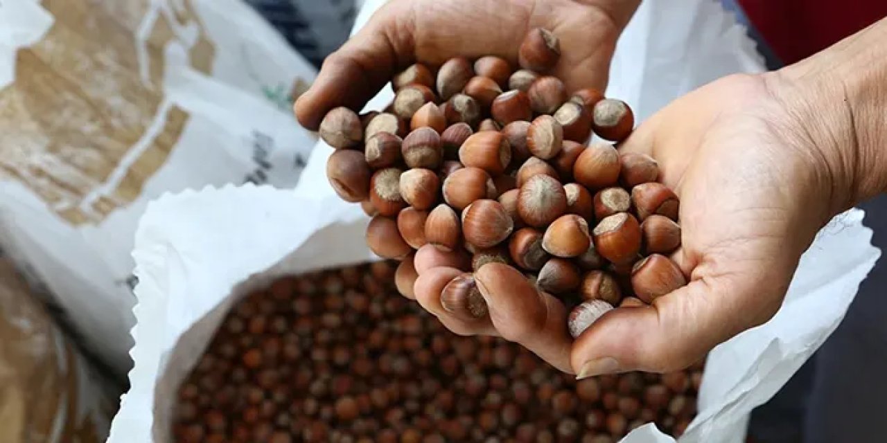 Giresun Ticaret Borsası açıkladı! 8 ayda 337 bin ton fındık satıldı