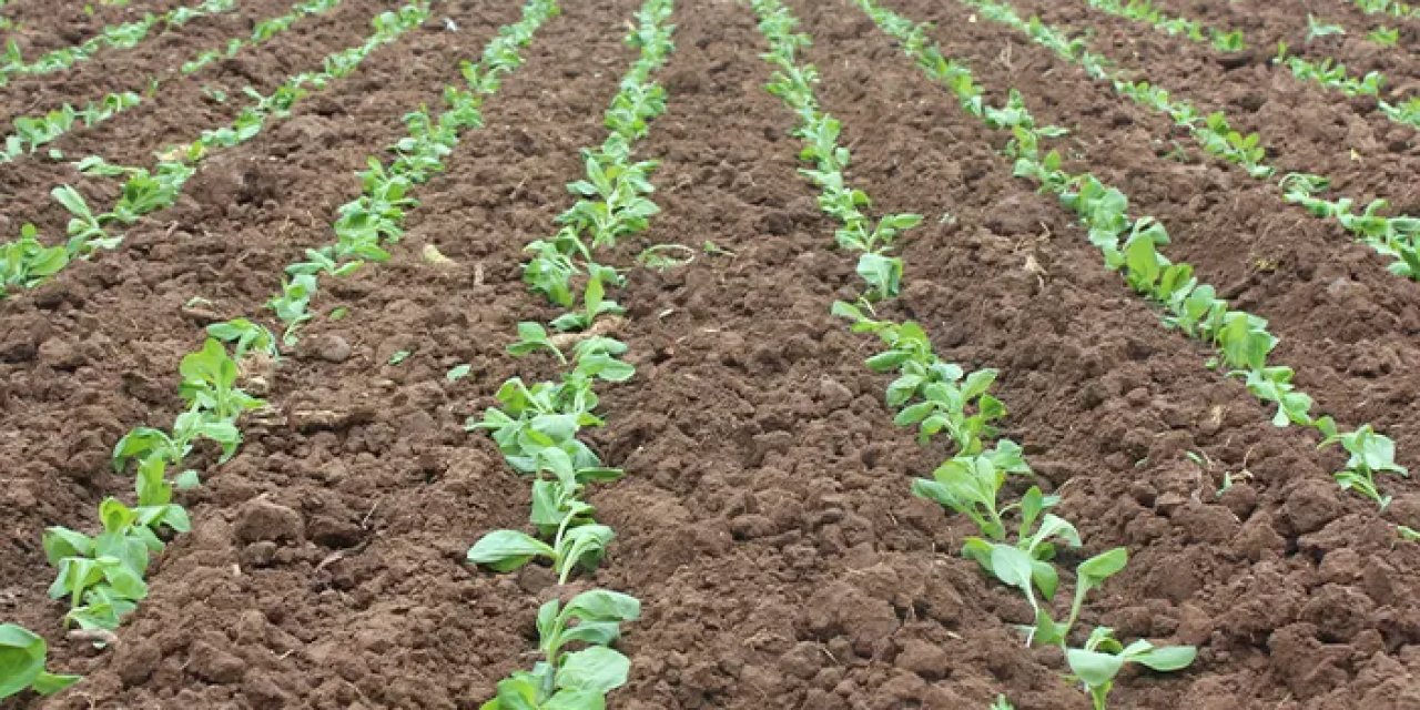 Samsun'da tütün fidelerinin dikimine başlandı!