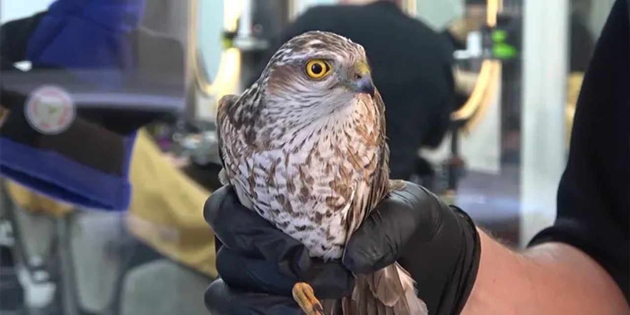 Rize'de şehir merkezine inen yavru atmaca tabelaya çarptı