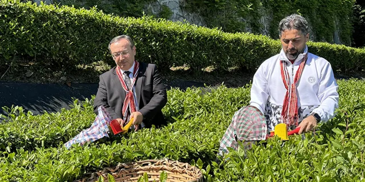 ÇAYKUR 2024 yılı kampanyasının ilk haftasında binlerce ton yaş çay aldı