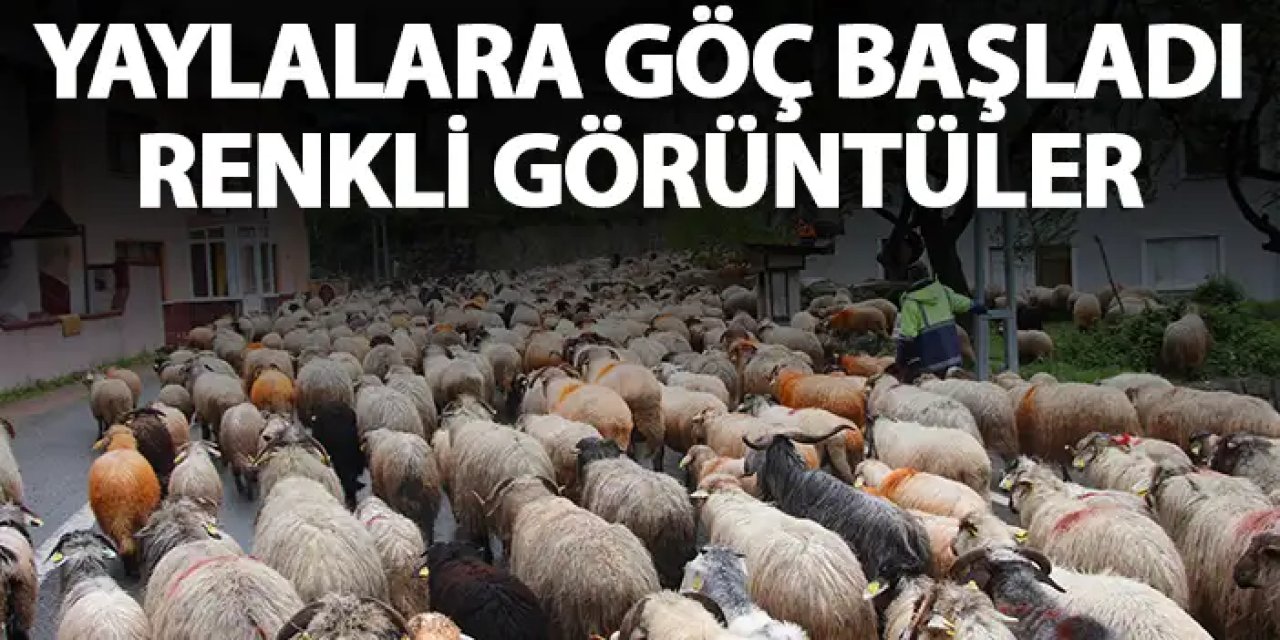 Trabzon'da ve Doğu Karadeniz'de yaylalara göç başladı