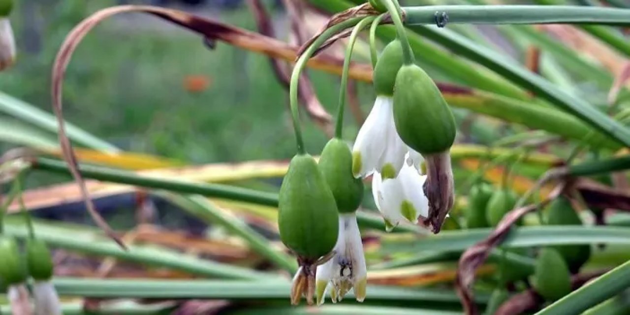 Samsun'da bu bitki ve hayvanlara dokunanların ocağı sönüyor