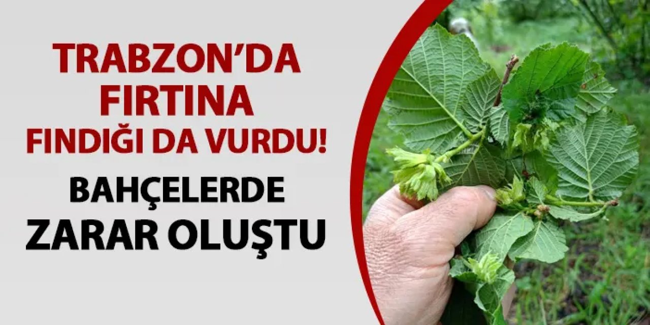 Trabzon'da fırtına fındığı da vurdu!