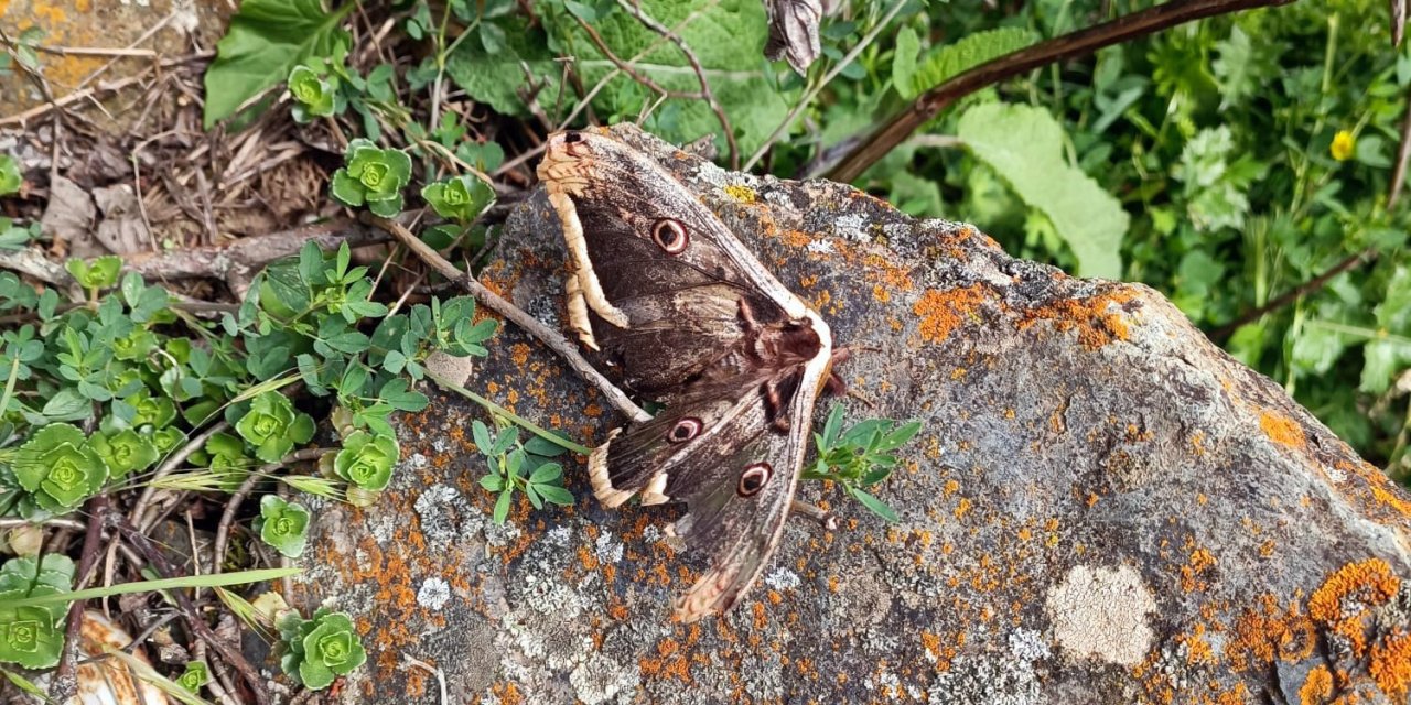 Dev kelebek türü Gümüşhane’de görüntülendi