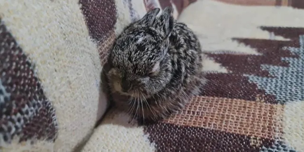 Tunceli'de ormanda buldu! Şırıngayla besliyor