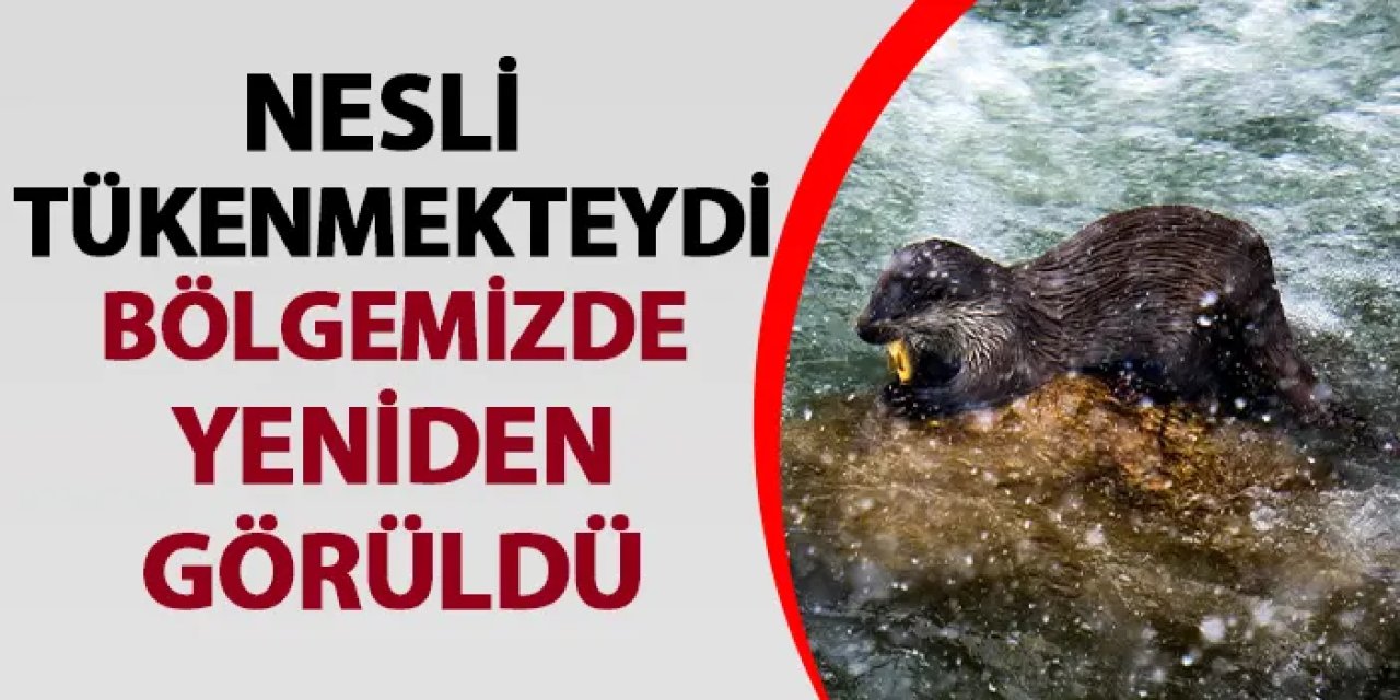 Nesli tükenmekteydi! Bayburt'ta yeniden görüldü