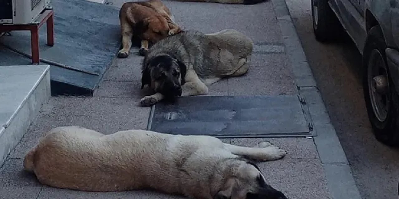 Hayvanları Koruma Kanunu yenileniyor! Meclis'e sunulacak