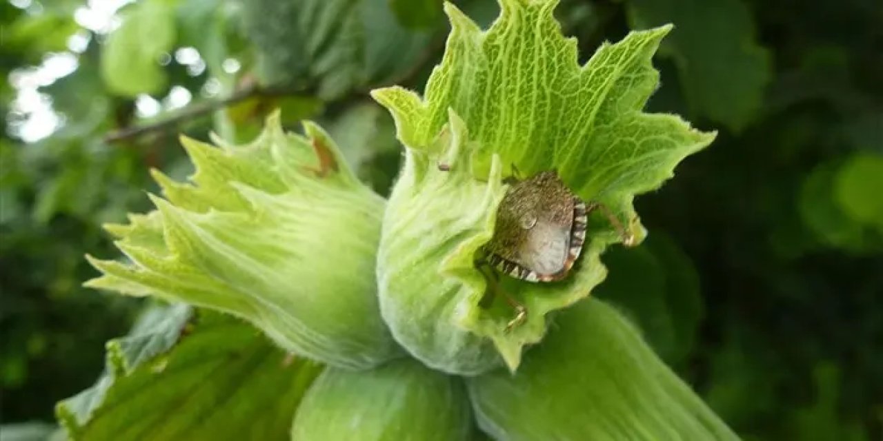 Trabzon'da fındık üreticisinin korkulu rüyası olmuştu! Topyekün mücadele başlatıldı