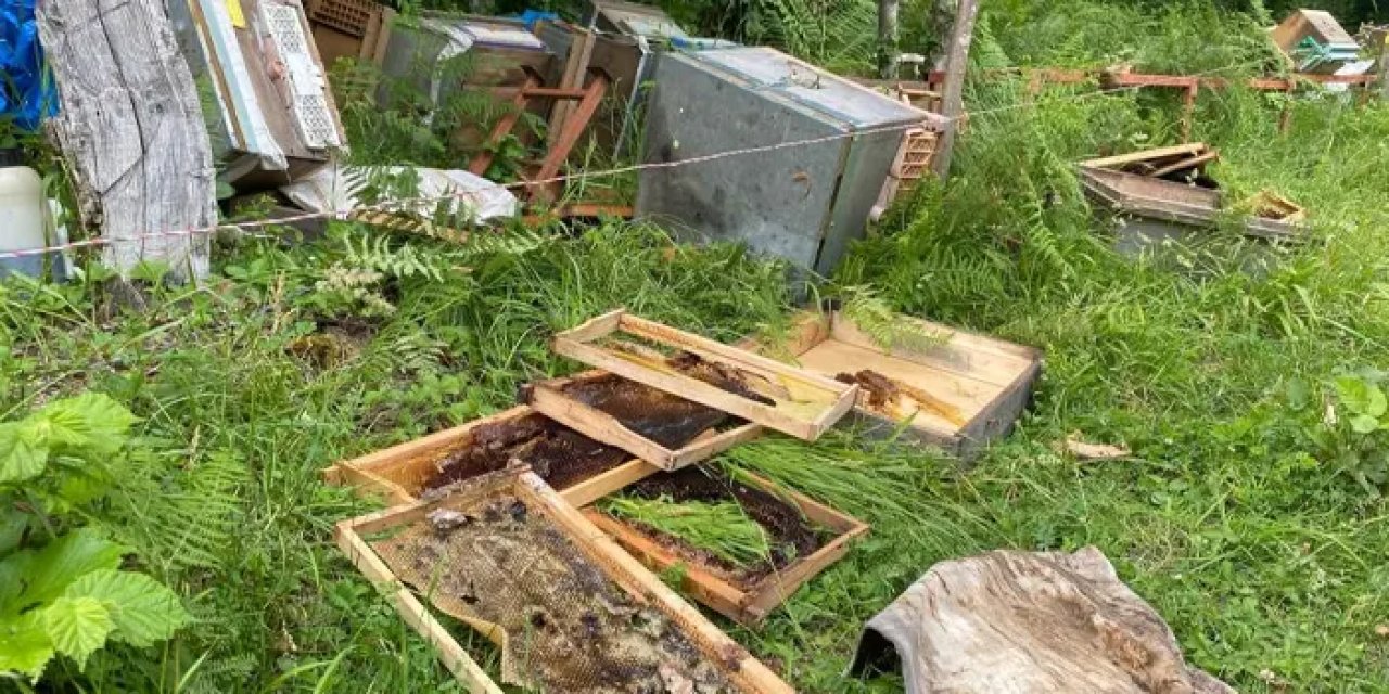 Artvin'de talihsiz bal üreticisi pes etti! "En iyi müşterim ayı, helal olsun"