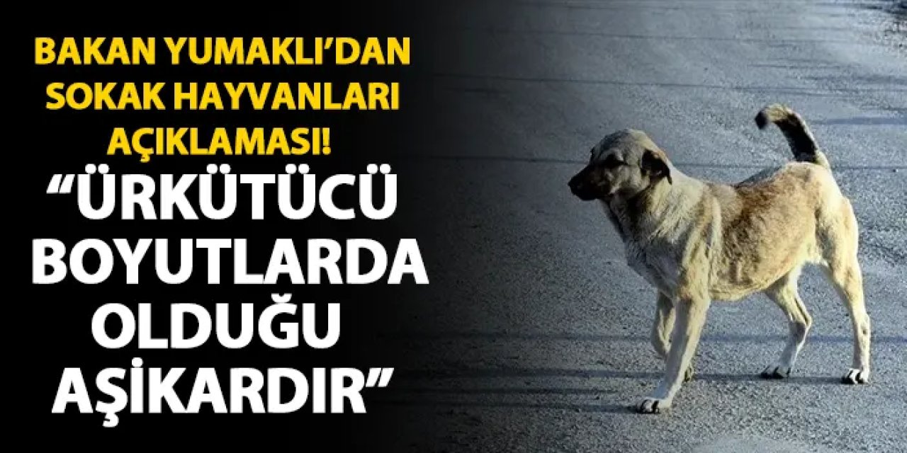 Bakan Yumaklı'dan sokak hayvanlarına ilişkin açıklama! "Ürkütücü boyutlarda olduğu aşikardır"