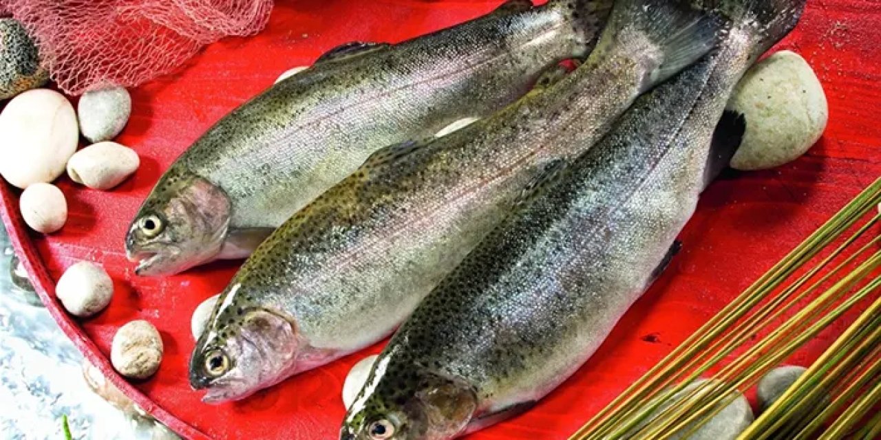 Doğu Karadeniz'in 5 aylık Türk somonu ihracatında artış