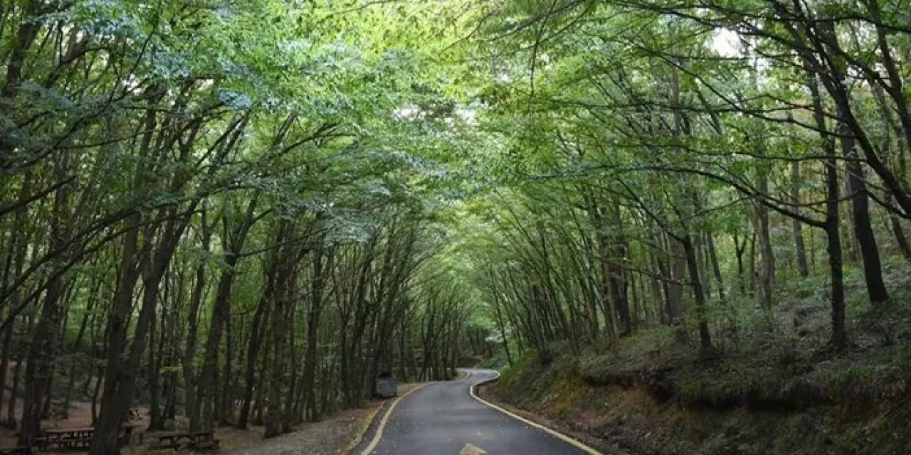 Karadeniz ilinde Valilikten flaş karar! Ormanlık alanlara giriş yasaklandı