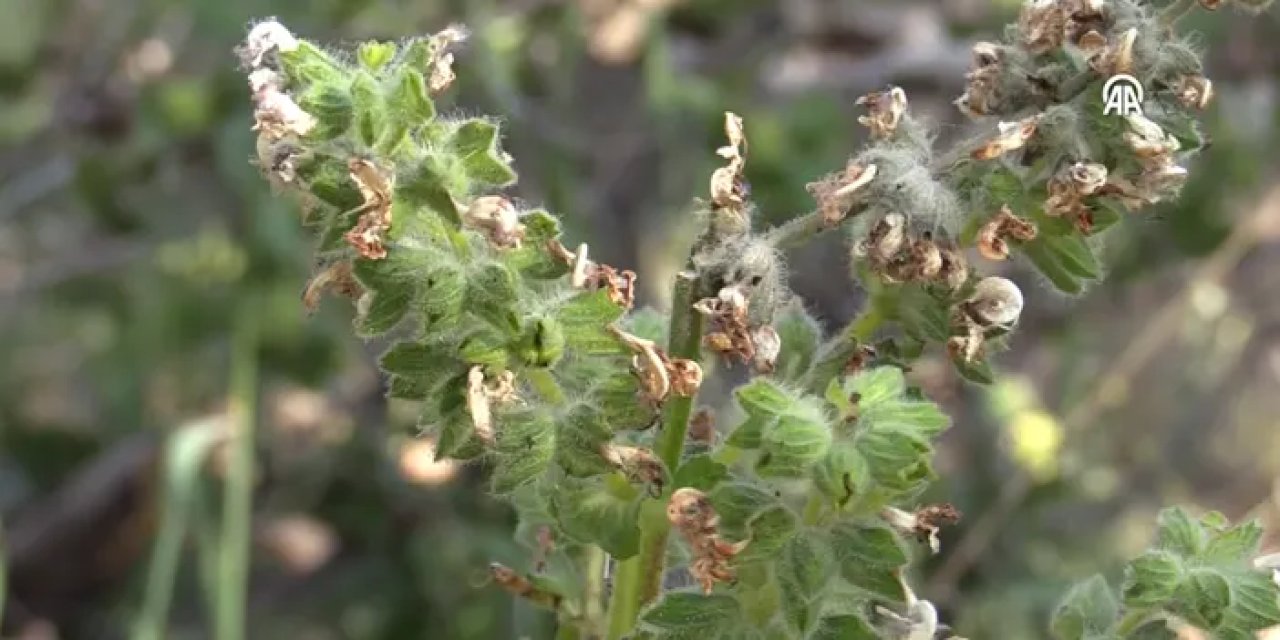 Siirt'te bu bitkiyi kopartan yandı! Cezası 387 bin 141 lira