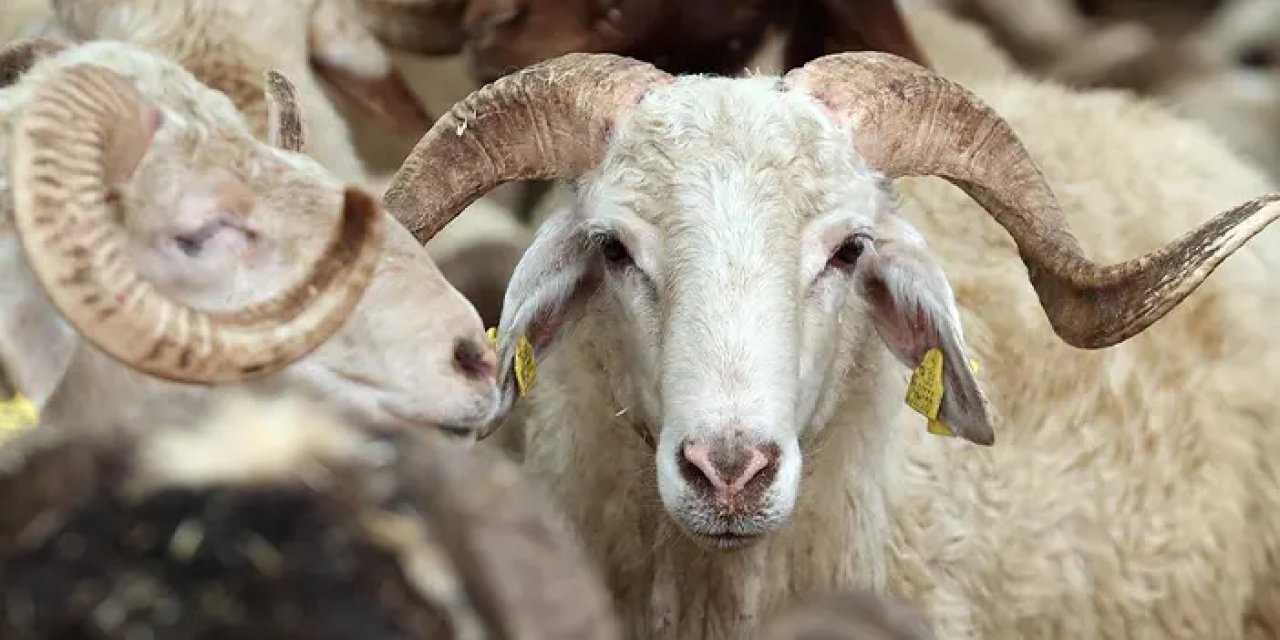 Akçaabat Belediyesi'nden kurbanlık satış yeri açıklaması