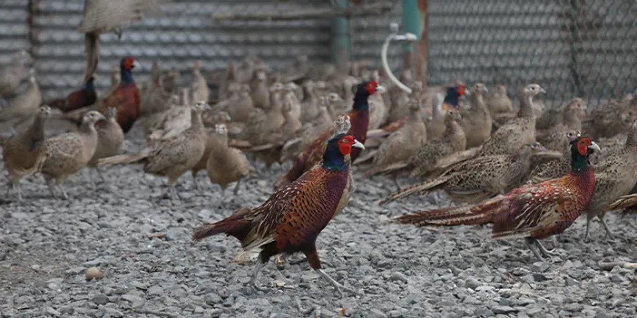 Samsun'da yetiştirilen 369 bin sülün doğaya salındı