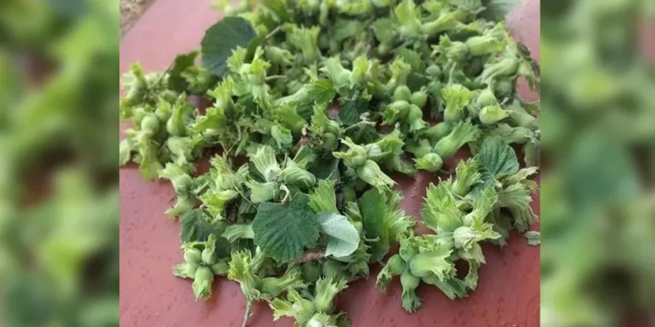 Karadeniz ilinde fındıkta beklenmedik kayıp! Olgunlaşmadan döküldü