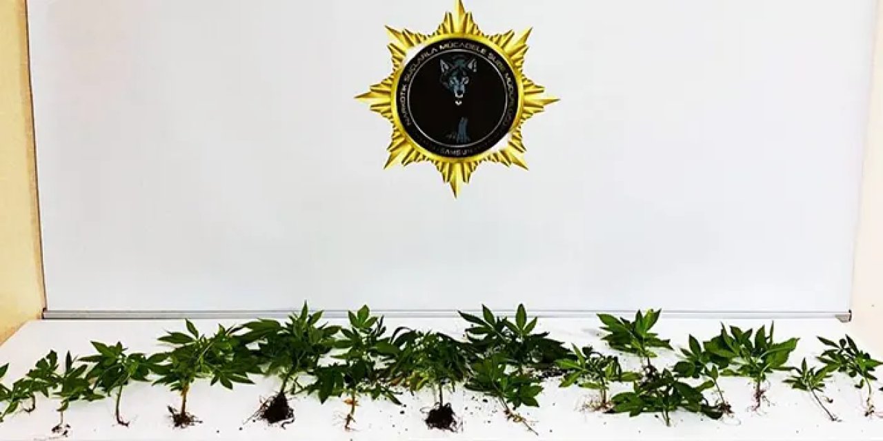 Samsun'da operasyon! 21 kök kenevir ele geçirildi