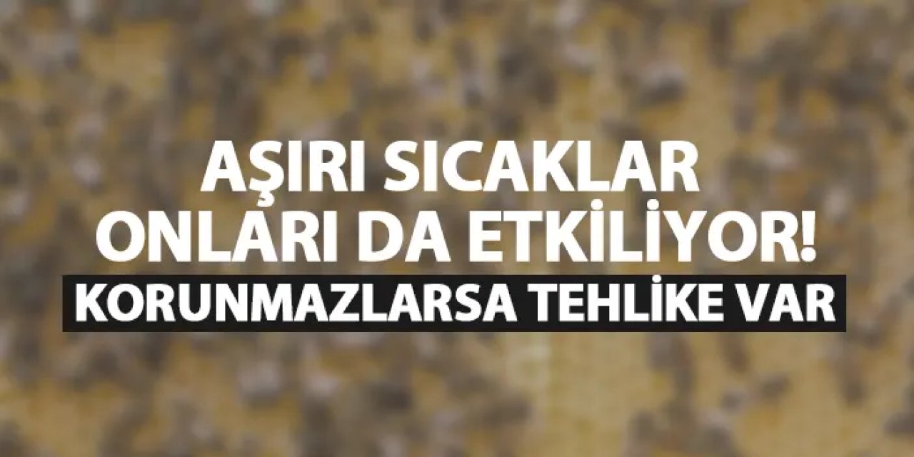 Aşırı sıcaklar onları da etkiliyor! Korunmazlarsa tehlike var
