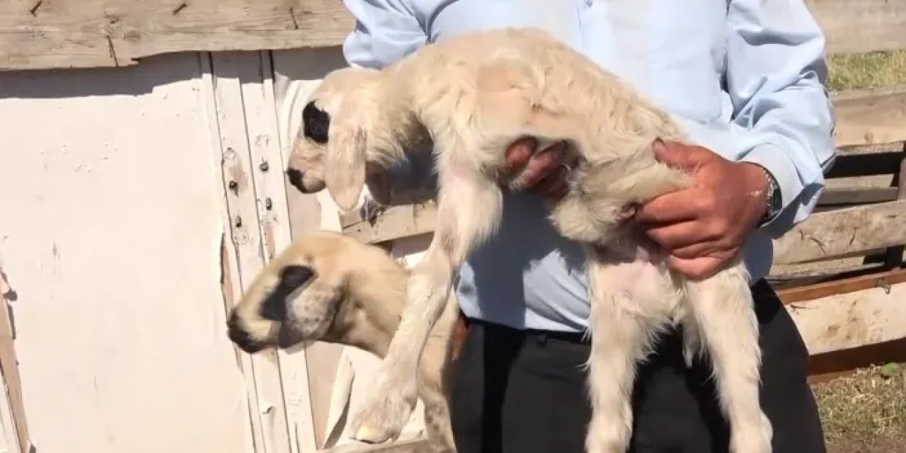 Yozgat'ta 3 bacaklı kuzu şaşırttı! Besici nedenini bakın nasıl açıkladı...