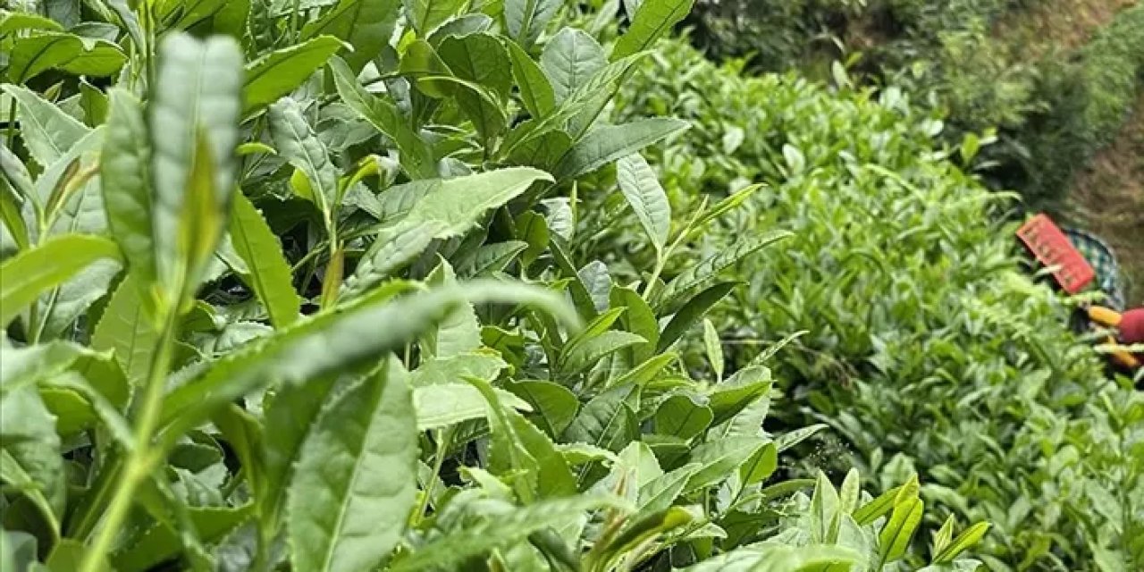 ÇAYKUR açıkladı! İkinci sürgün yaş çay alımı ne zaman başlayacak?