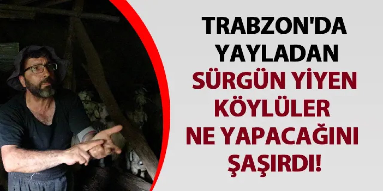 Trabzon'da yayladan sürgün yiyen köylüler ne yapacağını şaşırdı!