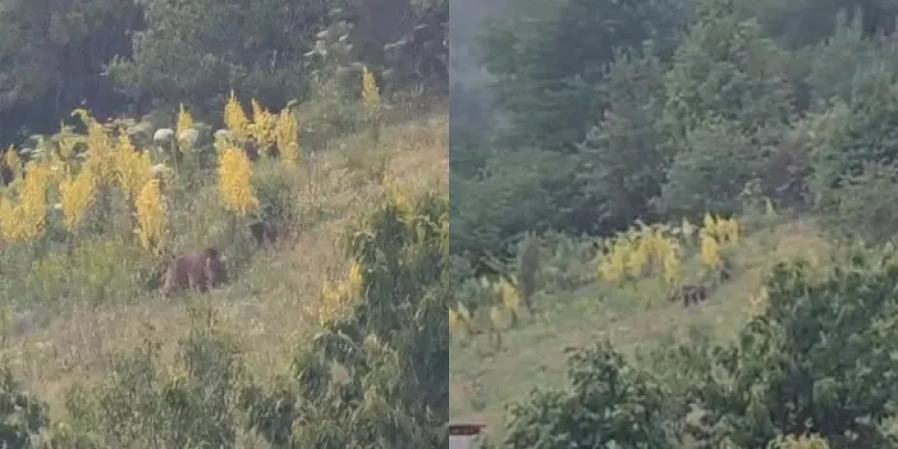 Gümüşhane'de şaşırtan misafir objektifllerde