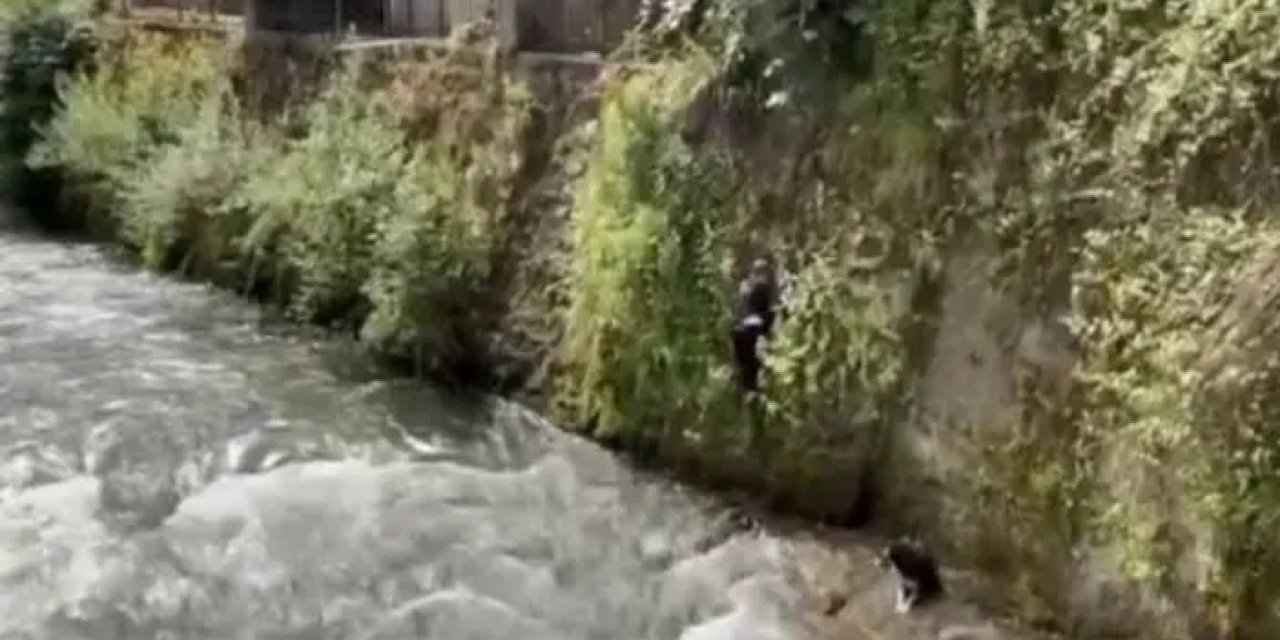 Rize'de dereye düşen köpeğin yardımına ekipler koştu