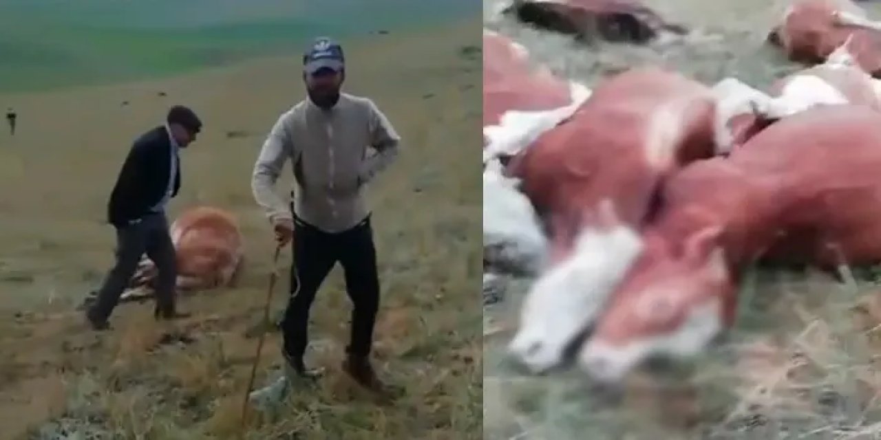 Kars'ta üzerine yıldırım düşen 10 hayvan telef oldu