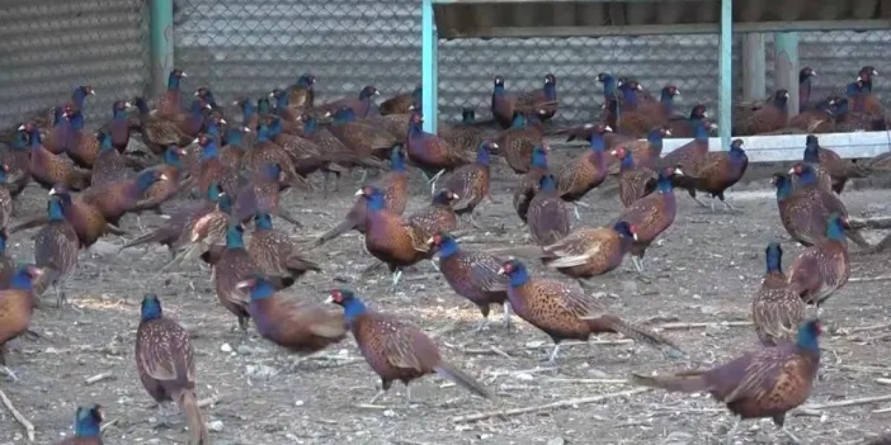 Türkiye’nin sülünleri Samsun’dan