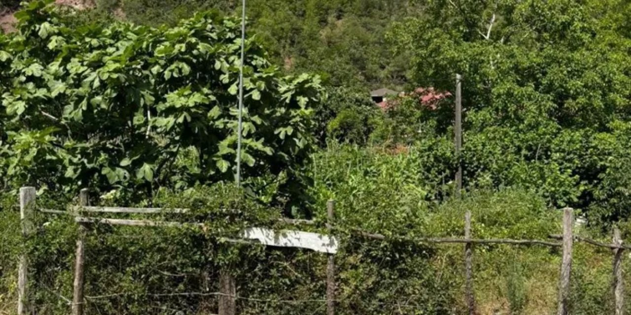 Samsun'da Bafra şehitlerinin mezarları içler acısı durumda