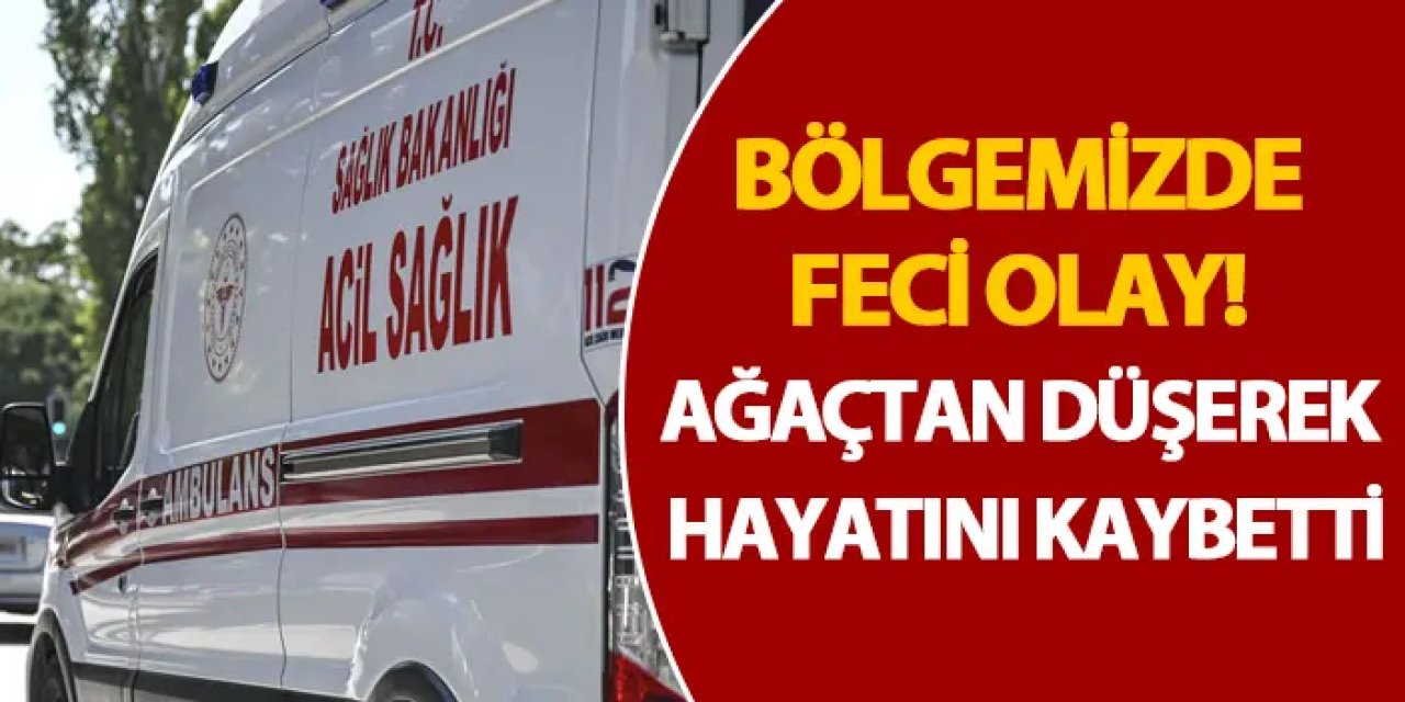 Rize'de feci olay! Ağaçtan düşerek hayatını kaybetti