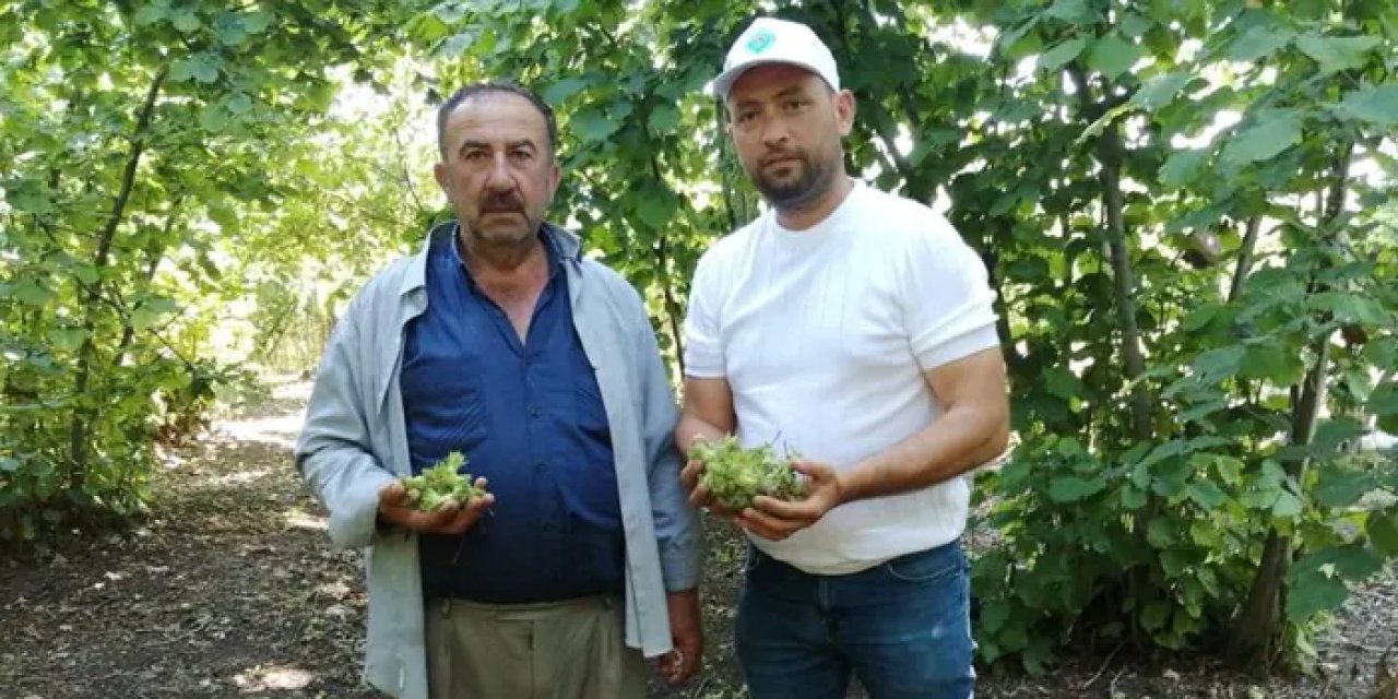 Samsun'da fındık üreticisinin başı belada! Çotanaklar dökülüyor