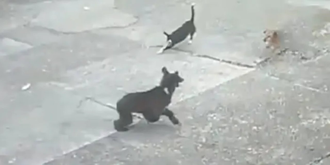 Rize'de fabrikaya ayı girdi! Köpekten böyle kaçtı