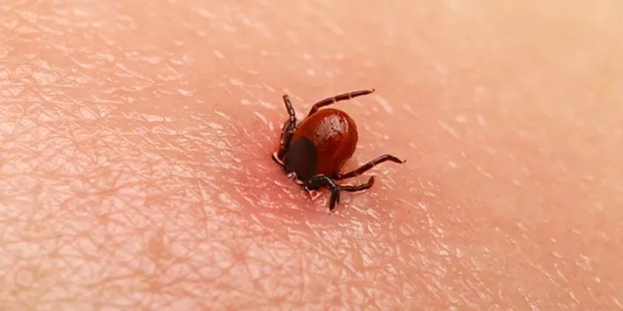 Giresun'da kene alarmı! Yeni yöntem devreye sokuldu